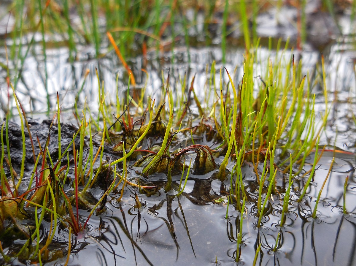 Pilularia globulifera, Pillwort